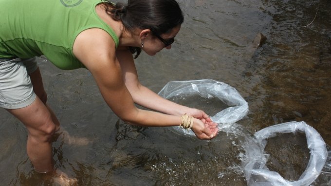 Photo: Crystal Ruble acclimates young sicklefin before release into the wild. Credit: Gary Peeples