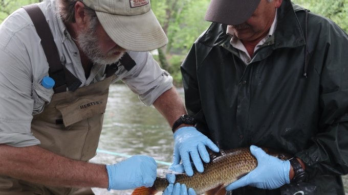 Photo: Dave Matthews tags a sicklefin redhorse while Carlos Echevarria holds. Credit: G. Peeples